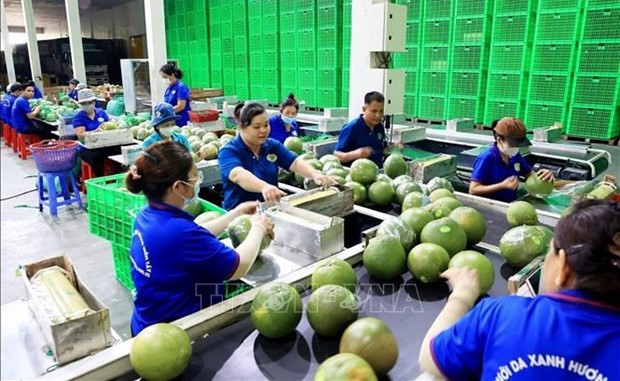 Cadena de envasado de pomelo de piel verde en la comuna de Phuoc Trung My, distrito de Mo Cay Bac, provincia de Ben Tre. (Foto: VNA)