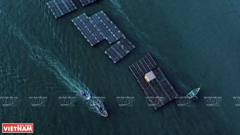 Los pobladores utilizan jaulas flotantes para criar especies acuáticas como camarones, peces, cangrejos, vieiras, caracoles, ostras y mejillones. (Fotografía: VNA)
