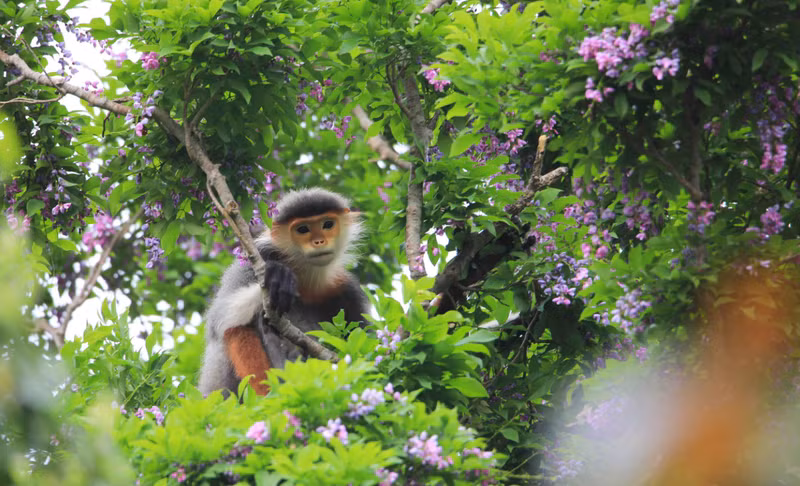 Las flores de esta especie son comida favorita de los langures jaspeados (Pygathrix nemaeus), denominados como “reina de los primates”.