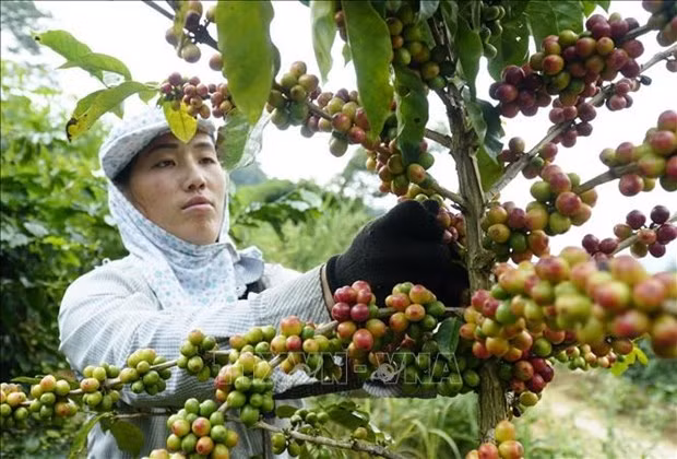 Cosecha de café. (Foto ilustrada. Foto: VNA)