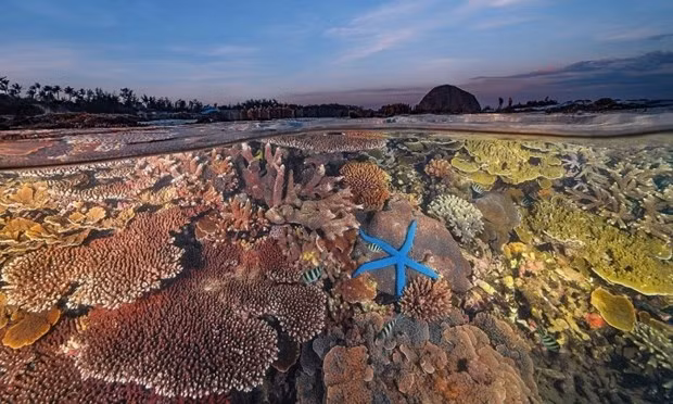 Las alfombras de coral emergen cuando la marea retrocede en Hon Yen, Phu Yen. (Foto: Nguyen Ngoc Thien)