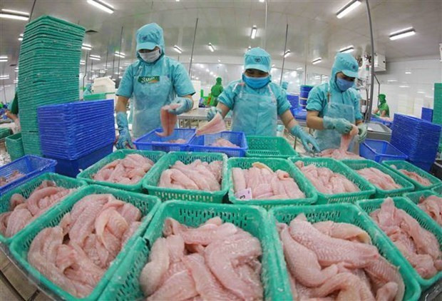 Procesamiento de mariscos para exportación. (Foto: VNA)