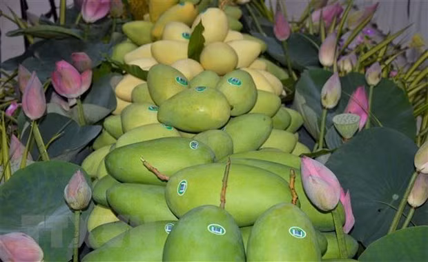 Los mangos de Dong Thap para la exportación. (Fotografía: VNA)