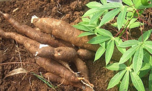 Exportaciones de yuca experimentan un crecimiento récord en enero (Foto: hiephoisanvietnam.org.vn)