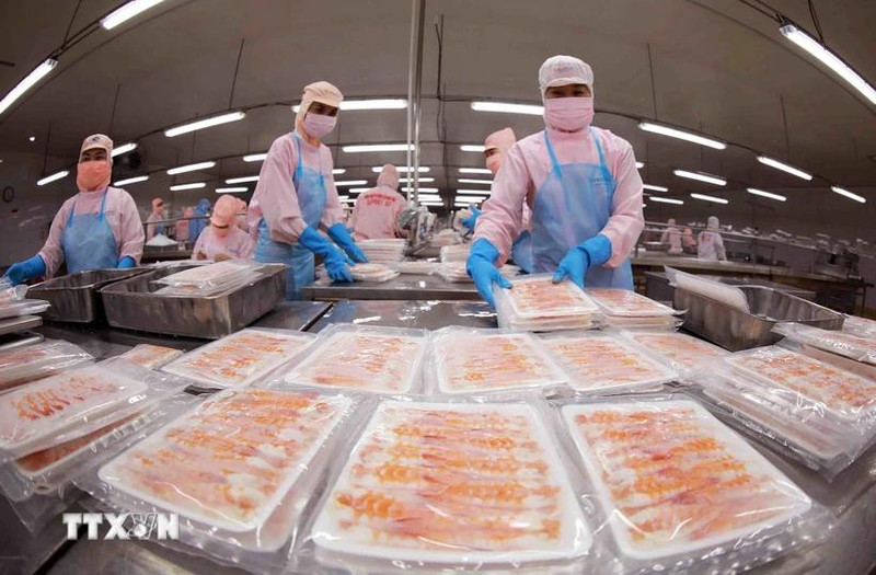 Procesamiento de mariscos para exportación. (Foto: VNA)