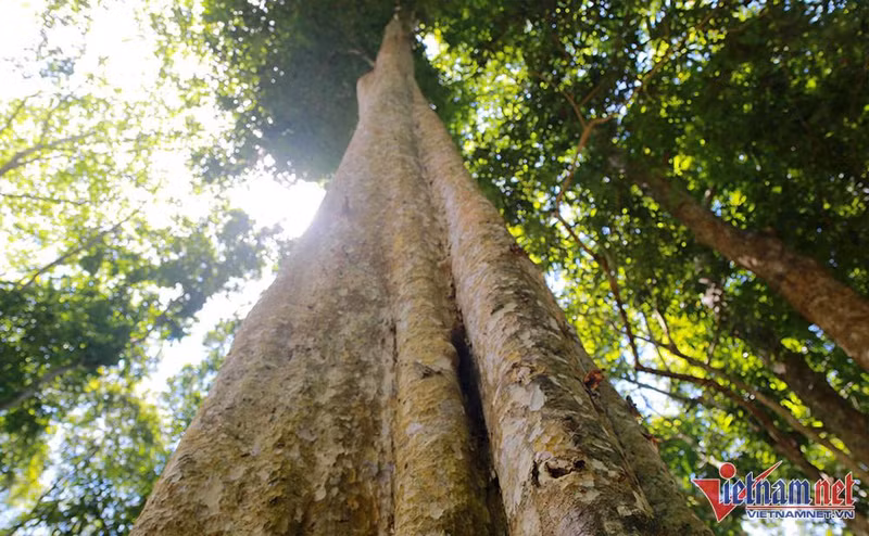En el bosque, los excursionistas pueden encontrar miles de árboles de decenas de metros de altura.