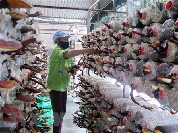 Cosecha del hongo en la compañía de Phu Gia, provincia de Thai Nguyen. (Foto: VNA)