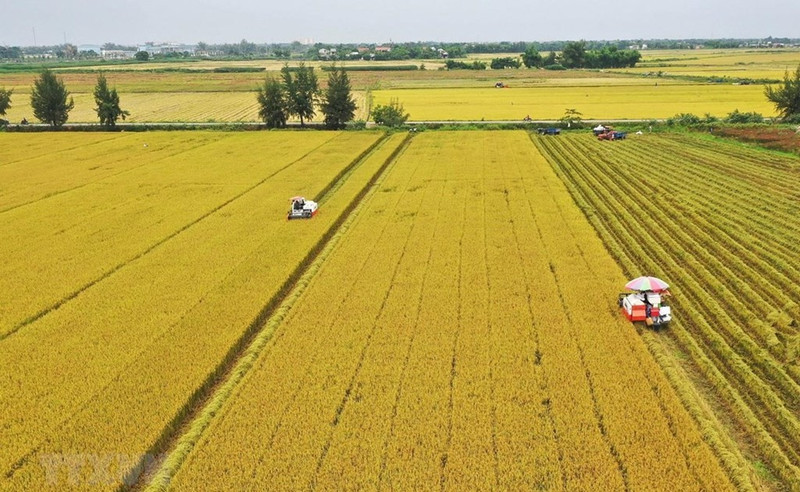 Foto de ilustración. (Foto: VNA)