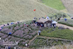 Numerosos habitantes y visitantes de Vietnam y Laos participan en las actividades culturales, deportivas y turísticas en la comuna de Long Sap, provincia de Son La. (Foto: VNA)
