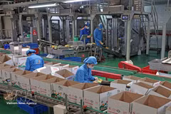 La empresa Long Hai, ubicada en el Clúster Industrial 1, barrio de Thach Khoi, ciudad de Hai Phong, produce cada año cientos de toneladas de productos destinados al consumo nacional y a la exportación. (Foto: VNA)