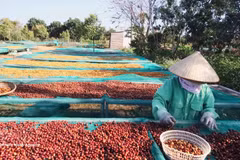Las exportaciones de café de Vietnam podrían cobrar un nuevo impulso en los últimos meses de este año (Fuente: VNA)