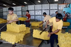 Planta procesadora de caucho de la empresa Caucho Vietnam-Laos en el distrito de Bachiang, provincia de Champasak, Laos. (Foto: VNA)