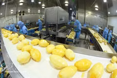 Línea de procesamiento de productos de mango congelados para exportación en la fábrica de Frutas y Verduras de An Giang (ANTESCO), comuna de Chau Phu, provincia de An Giang. (Foto: VNA)