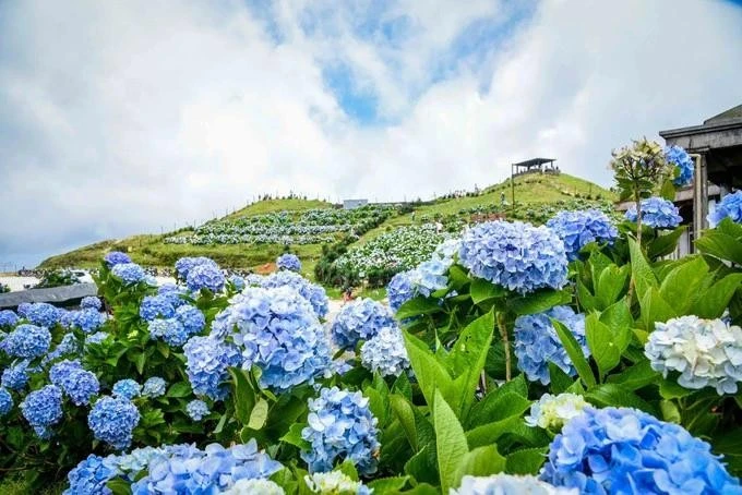 Colores radiantes de las hortensias en la cima de la montaña de Mau Son