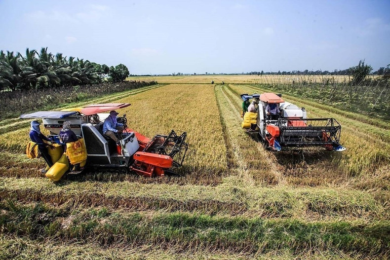 De una zona con suelo salino, desde 1988, el Cuadrángulo Long Xuyen experimentó una fuerte transformación económica gracias a la inversión estatal, convirtiéndose en un centro agrícola clave para el Delta del Mekong y el país.