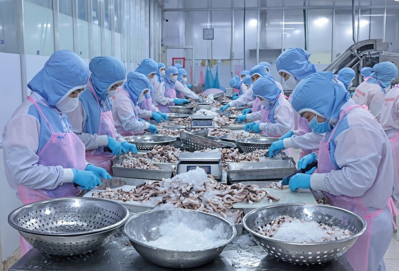 Bajo el liderazgo del Partido, Vietnam ha superado dificultades, con un crecimiento económico considerable y una economía de mercado orientada al socialismo que se está formando y desarrollando. En la foto, el procesamiento de pulpo para exportación al mercado japonés en la empresa de Huy Nam, en la provincia de An Giang.