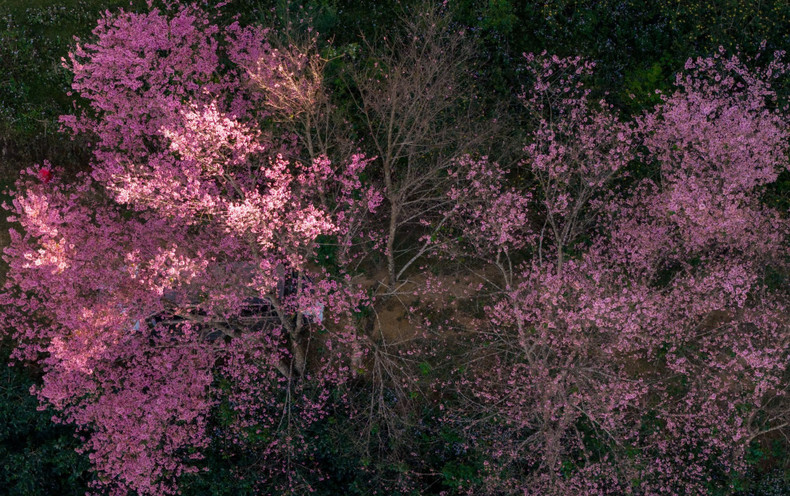 Además de embellecer el paisaje, los florecientes cerezos reverdecen los sentimientos y las esperanzas de un buen comienzo del año.