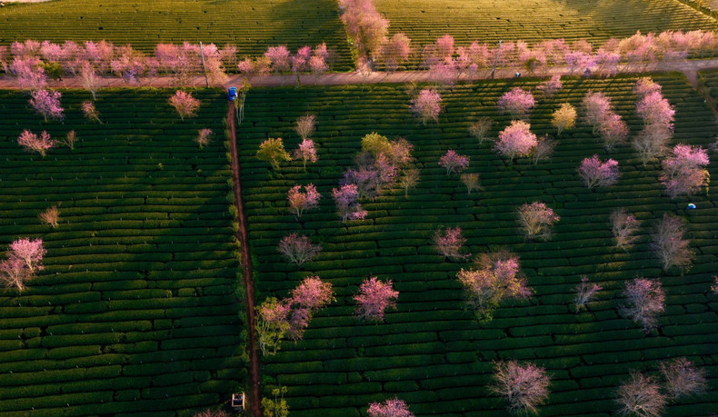 Los cerezos en la colina de té de Cau Dat fueron cultivados hace poco, pero ya engalanan el paisaje.