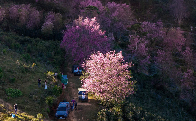 Flores de cerezo bajo el sol matutino.