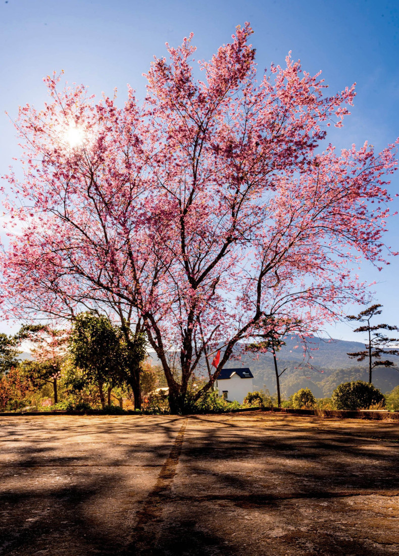 Sus pétalos muestran diferentes tonalidades a lo largo del día, dependiendo de la luz que reflejan.