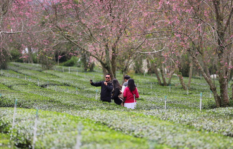 Racimos de flores de cerezo sobre el fondo verde de las plantas de té.