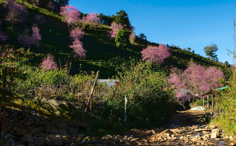 A la ladera de la montaña de Lang Biang se la suele llamar “tierra de ensueño con florecientes cerezos” porque allí se encuentra la mayor población de cerezos en Da Lat.