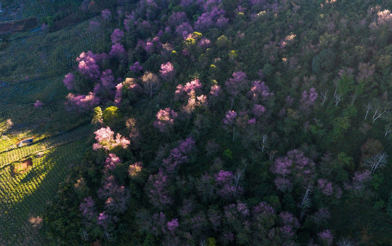 Cerezos en plena floración en la ladera de la montaña de Lang Biang, ubicada en el barrio de Lang Biang-Da Lat.