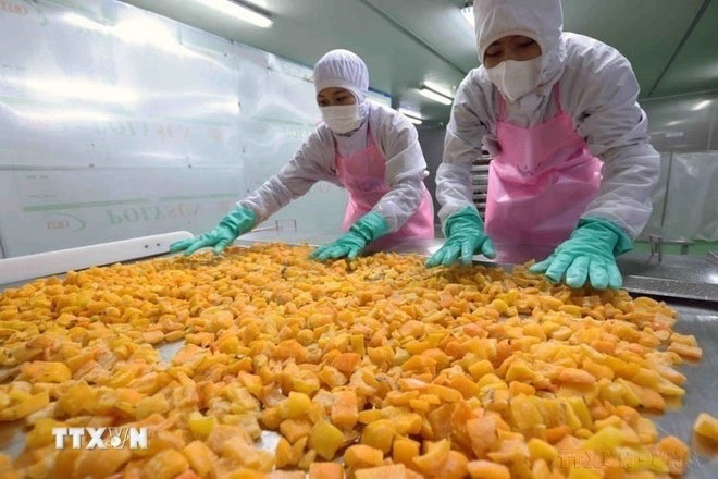 Procesamiento de productos agrícolas para la exportación. (Fotografía: VNA) Procesamiento de productos agrícolas para la exportación. (Fotografía: VNA)