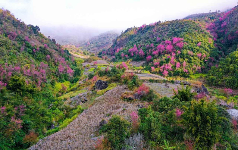 Los durazneros “to day” en plena floración convierten las tierras altas de Mu Cang Chai en un destino turístico. “La pureza del entorno natural, salpicada por las brillantes flores, me hace sentir como si estuviera en una acuarela”, compartió Ngo Duy Dung, procedente de Hanói.