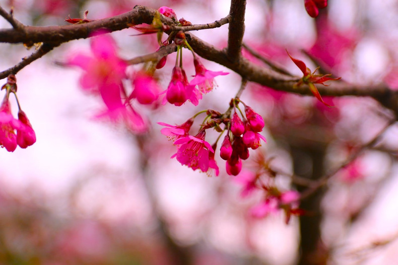 Las flores “to day” brillan en medio de la grandiosa naturaleza.
