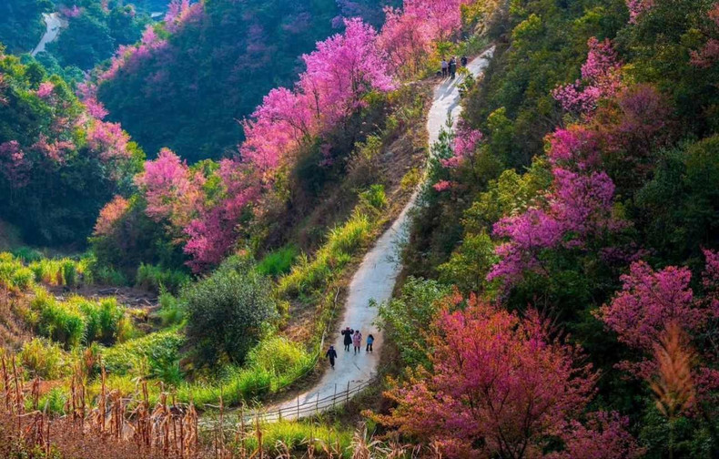 “To day” es la abreviatura del nombre de esos durazneros silvestres en el idioma de la etnia H’Mong: “pang to day”.