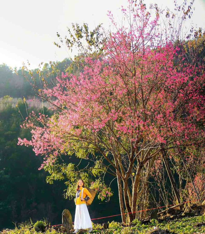 Gran afluencia de visitantes a Mu Cang Chai en la temporada de floración de los durazneros “to day”.