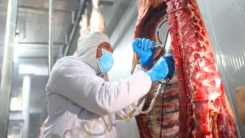 El proceso de sacrificio de vacas garantiza el bienestar animal y evita que las vacas toquen el suelo, según las normas halal. El proceso de sacrificio de vacas garantiza el bienestar animal y evita que las vacas toquen el suelo, según las normas halal.