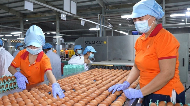 Área de envasado de huevos de gallina en la compañía QL Vietnam Agroresources. El proceso de producción de huevos de gallina en QL Vietnam Agroresources se automatiza gradualmente, lo que contribuye a mejorar la calidad del producto. Área de envasado de huevos de gallina en la compañía QL Vietnam Agroresources. El proceso de producción de huevos de gallina en QL Vietnam Agroresources se automatiza gradualmente, lo que contribuye a mejorar la calidad del producto.