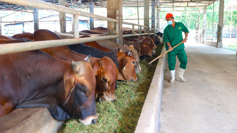 Las vacas reciben una dieta especial que combina pasto de maíz fermentado, melaza y salvado, junto con un régimen de descanso antes del sacrificio, según las normas halal. Las vacas reciben una dieta especial que combina pasto de maíz fermentado, melaza y salvado, junto con un régimen de descanso antes del sacrificio, según las normas halal.