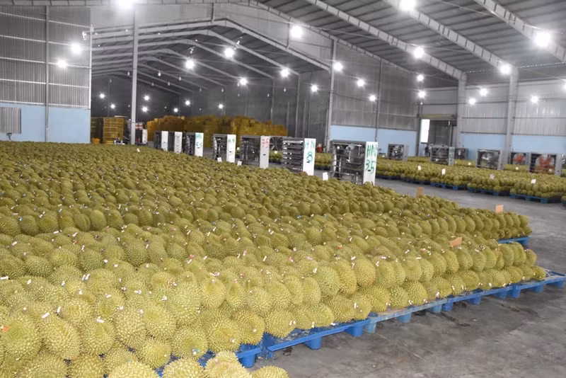 Compra de durián en la provincia de Dong Thap. (Foto: VNA)