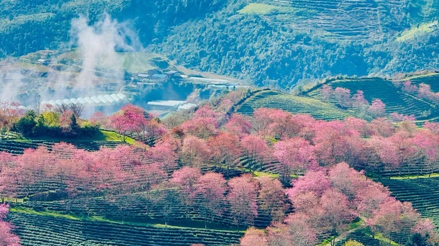 [Foto] Brillan flores de cerezo en pueblo turístico al norte de Vietnam