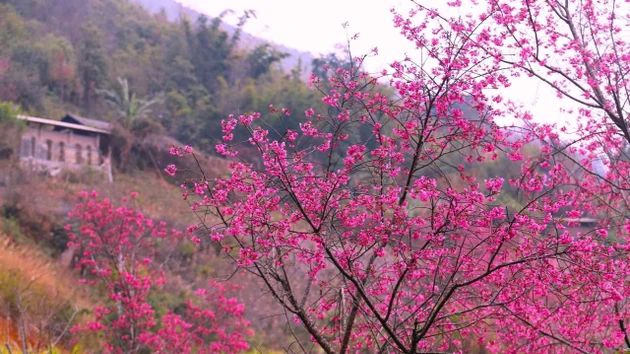 Mu Cang Chai “despierta” en temporada de durazneros silvestres