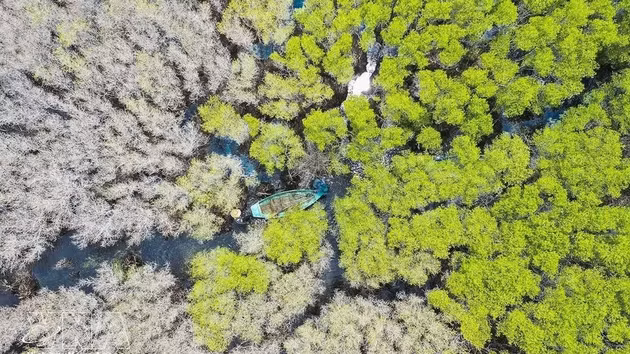 Las hojas del mangle negro de flores blancas (Lumnitzera racemosa) cambian progresivamente de verde a amarillo hasta adquirir un tono blanquecino, creando un paisaje singular de gran valor escénico. (Foto: VNA)