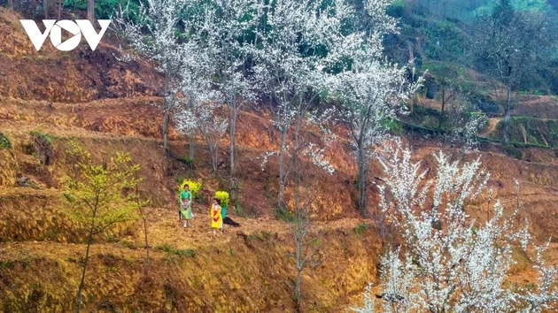 Ha Giang: una balada entre rocas y primavera eterna