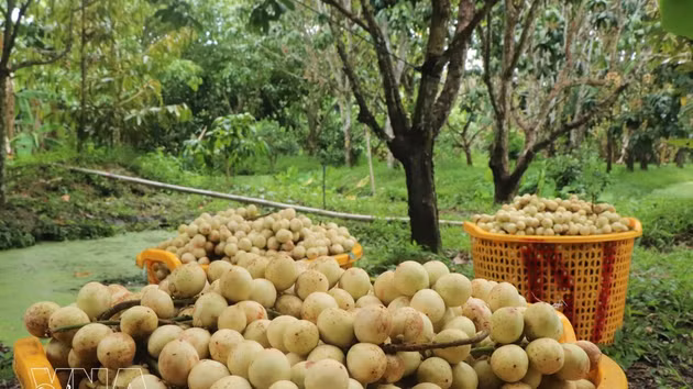 La reducción de la superficie de cultivo en los últimos años ha elevado el precio de compra de la uva de Birmania Ha Chau por parte de los intermediarios, que oscila entre 10.000 y 20.000 dong (0,38-0,76 dólares) por kilogramo, según el momento. (Foto: VNA)