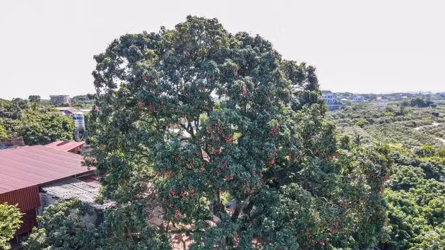 El árbol de lichi tiene más de 100 años y pertenece a la variedad original de lichi de maduración temprana de Phuc Hoa. Es un símbolo cultural, un recuerdo y un orgullo para muchas generaciones de la población local. (Foto: VNA)