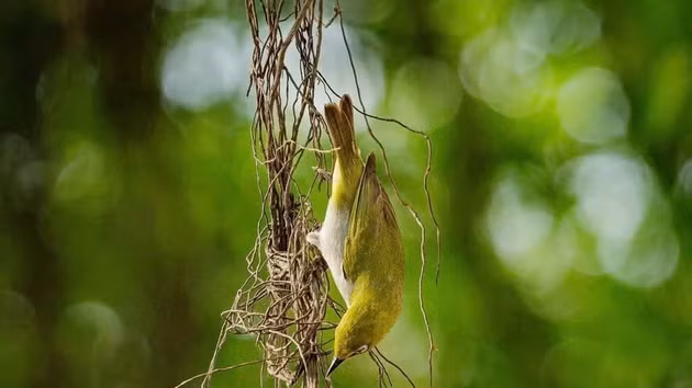 Un entorno propicio para las aves. (Foto: VNA)