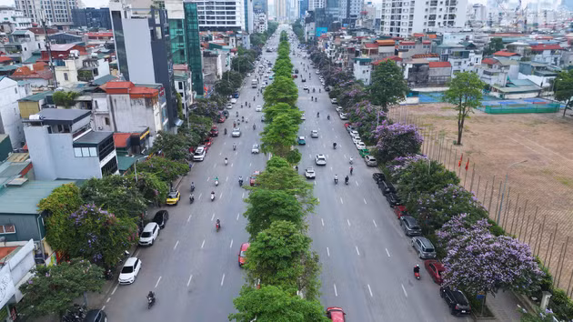 [Fotos] Flores de Bang lang tiñen de púrpura las calles de Hanói