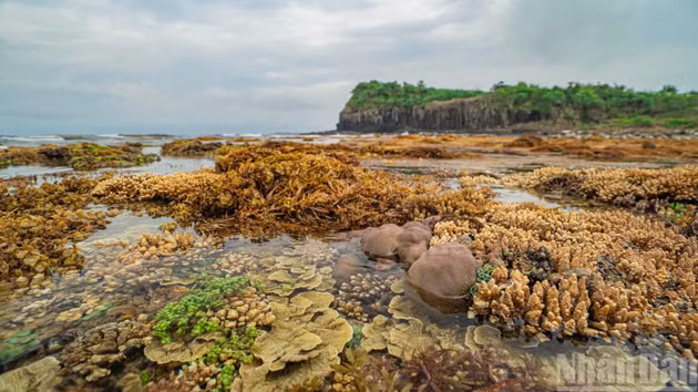 [Foto] La belleza del arrecife Yen durante marea baja en Quang Ngai