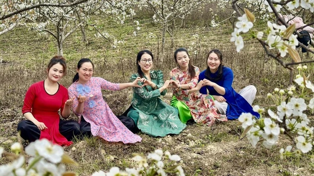 Huertos de pera en la comuna fronteriza de Pho Bang.