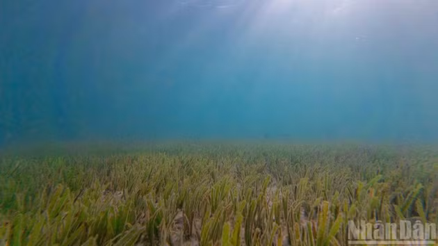 [Foto] Revitalización de praderas submarinas en Cu Lao Cham: Despierta un tesoro del fondo oceánico