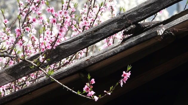 [Foto] Flores de durazno, una decoración tradicional del Año Nuevo Lunar vietnamita