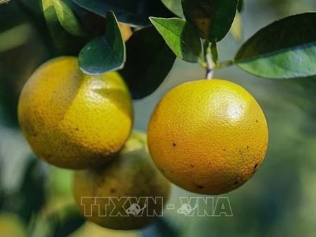 Naranjas de Cao Phong (Foto: VNA)