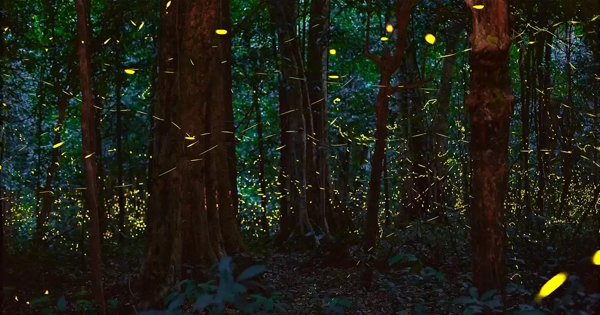 El bosque de luciérnagas. (Fotografía: thanhnien.vn)